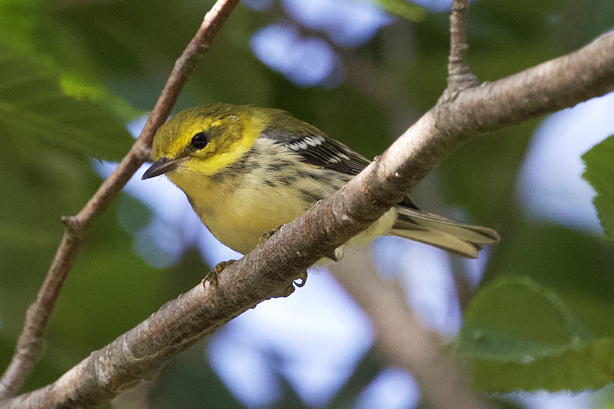 Black-throated Green Warbler - ML479114921