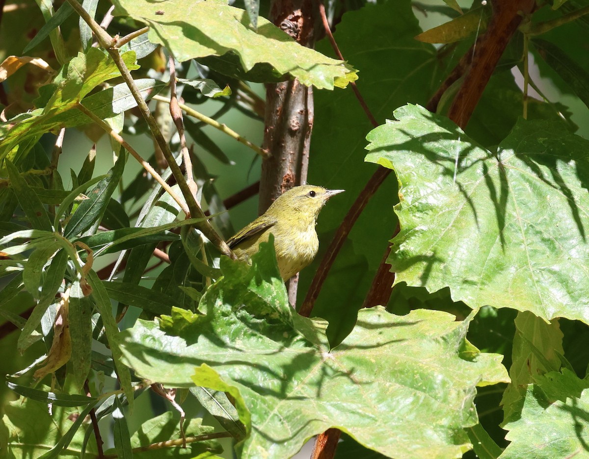 Tennessee Warbler - ML479115161