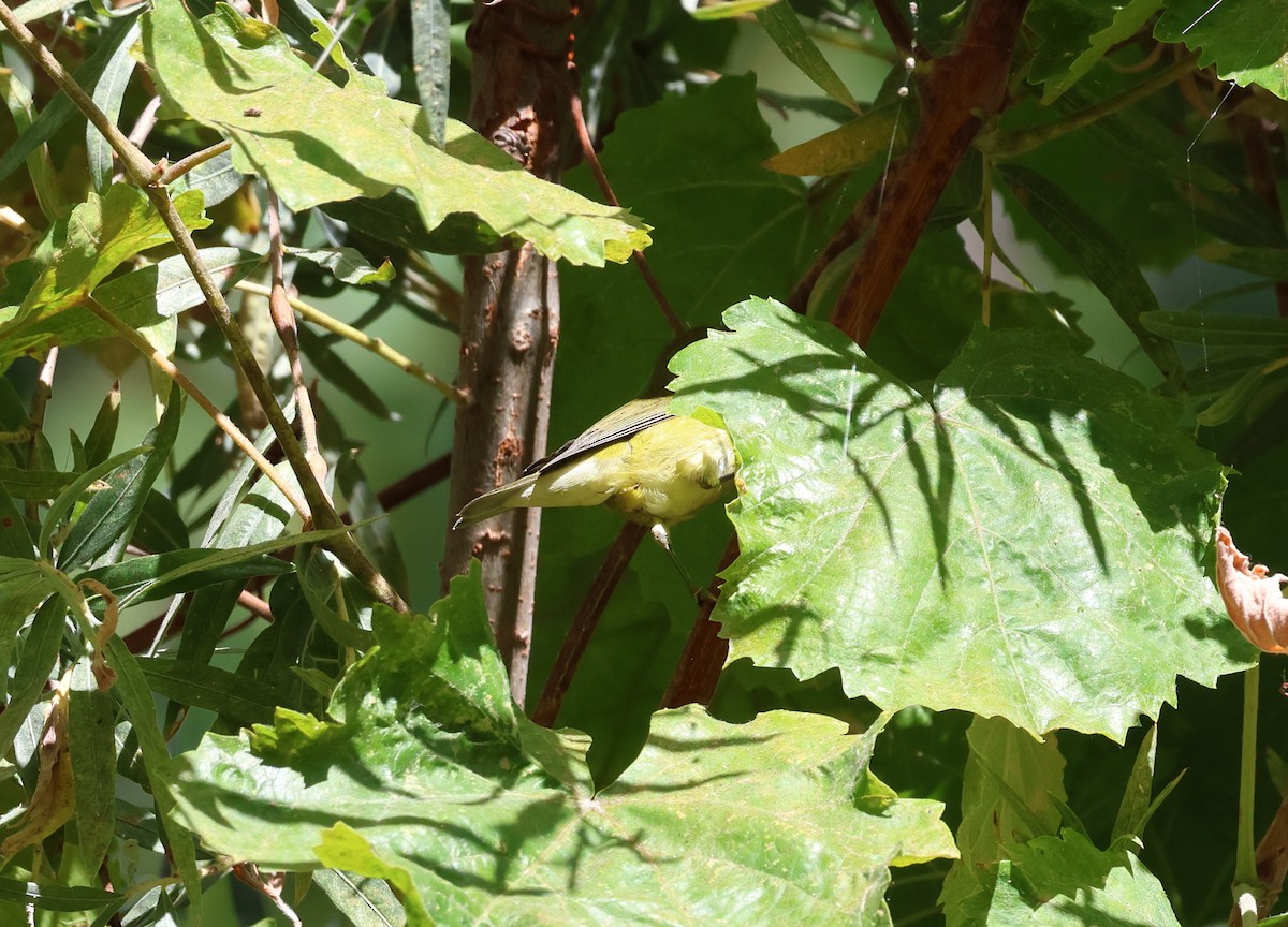 Tennessee Warbler - ML479115171