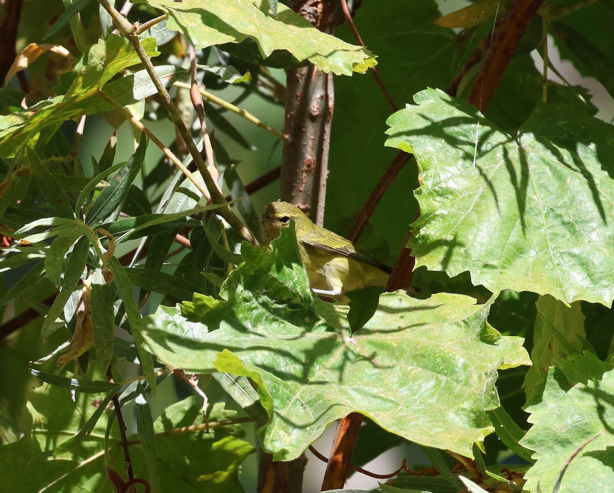 Tennessee Warbler - ML479115181