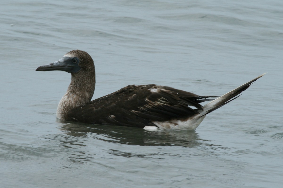 Blue-footed Booby - Curtis McCamy