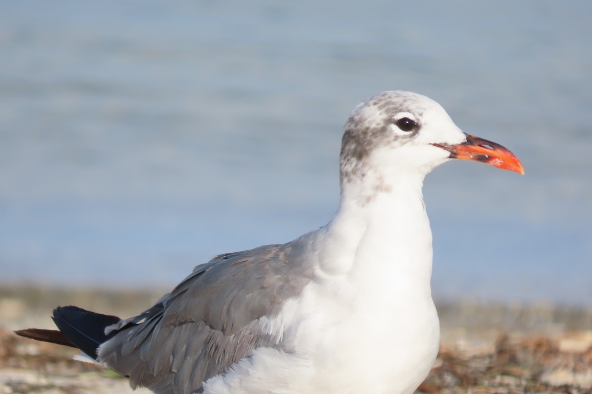 Laughing Gull - Tom Obrock