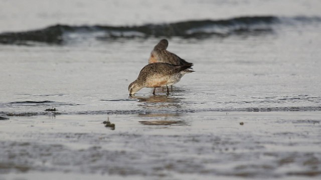 Red Knot - ML479118201