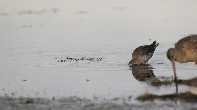 Marbled Godwit - ML479118231