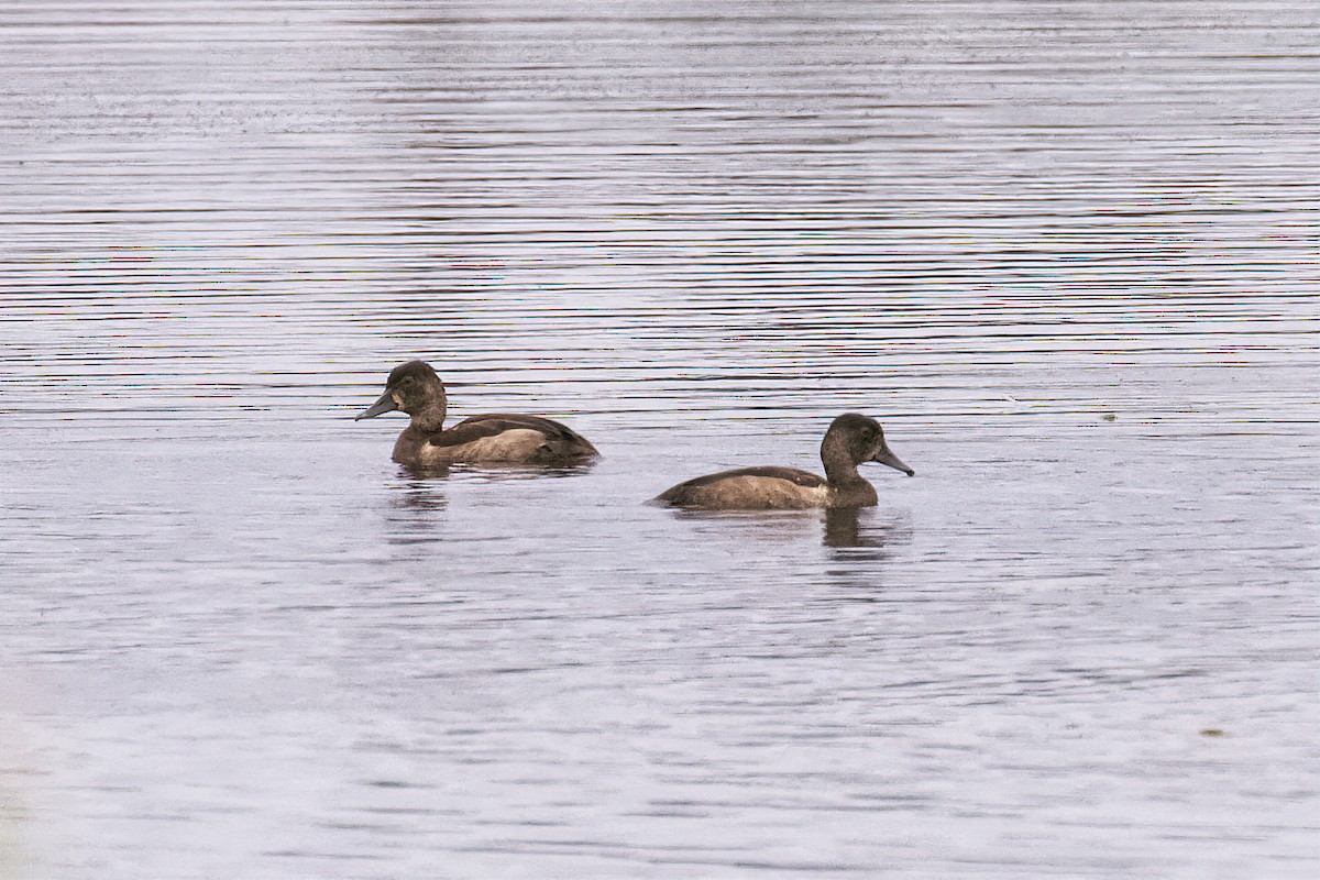 Ring-necked Duck - ML479119681
