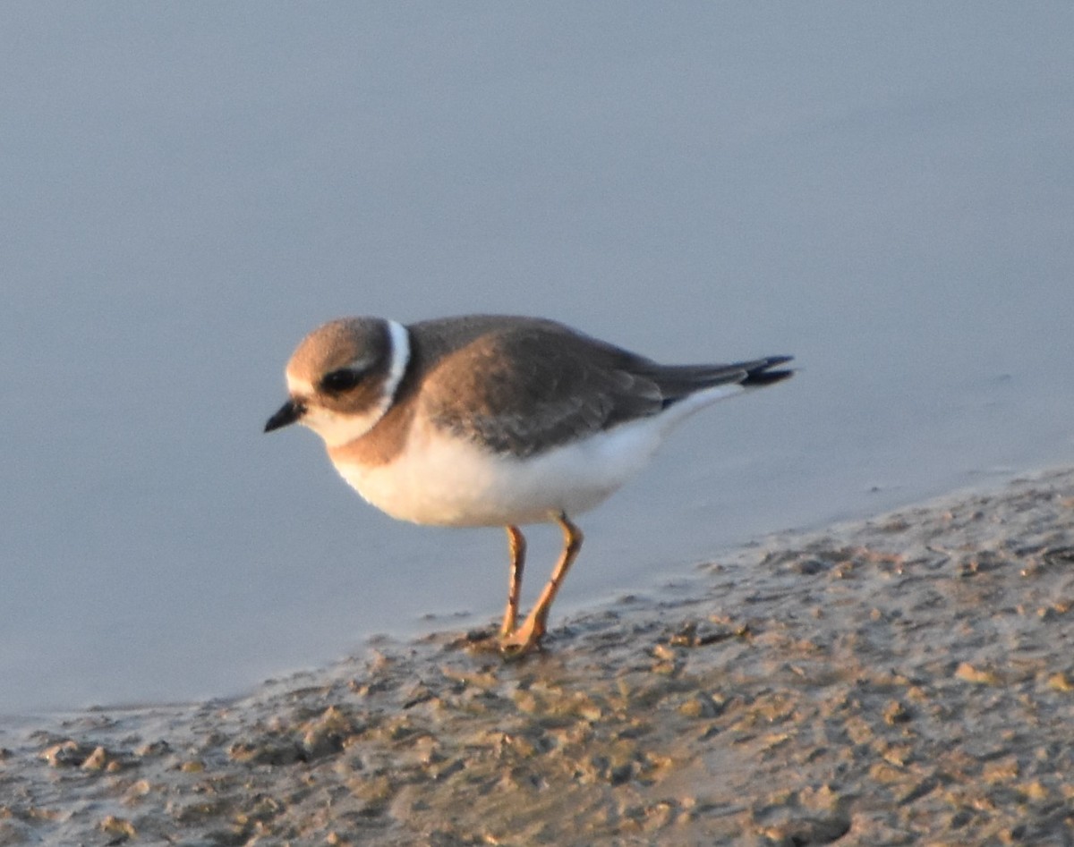 Semipalmated Plover - ML479120251