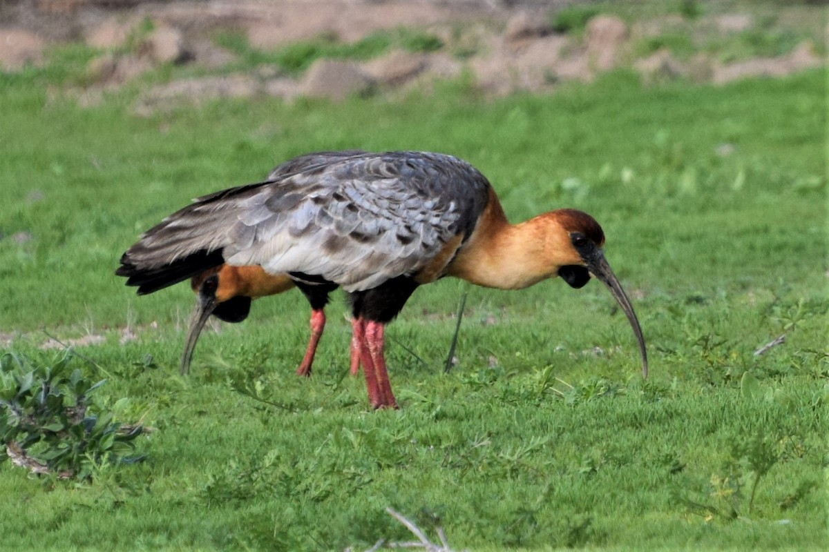 Black-faced Ibis - ML479120391