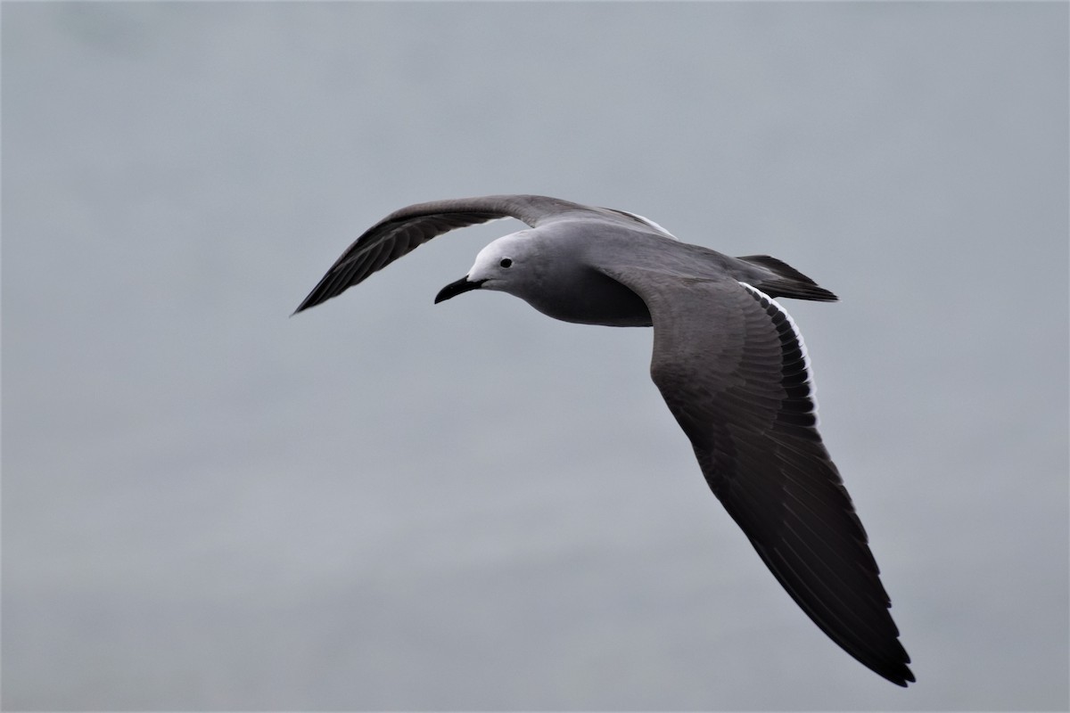 Gray Gull - ML479123271