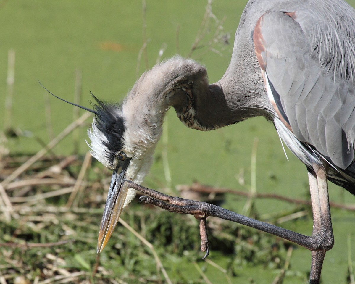 Great Blue Heron (Great Blue) - Mike V.A. Burrell