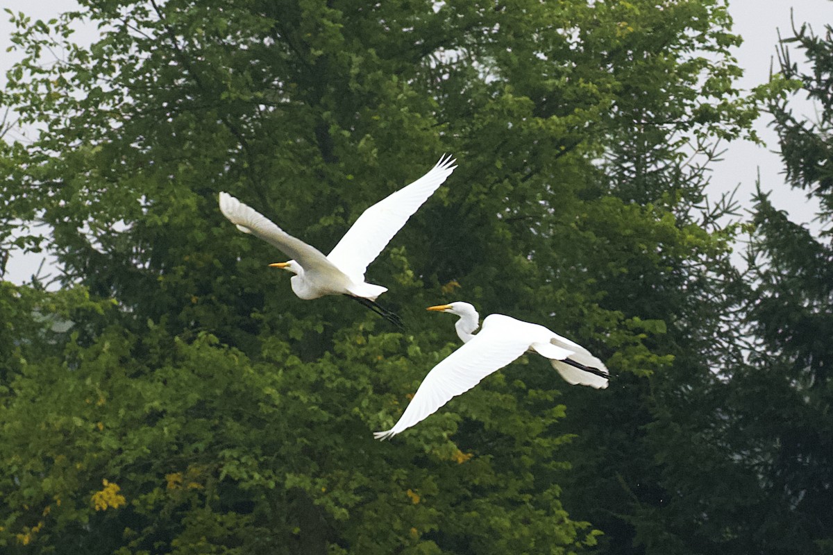 Great Egret - ML479123791