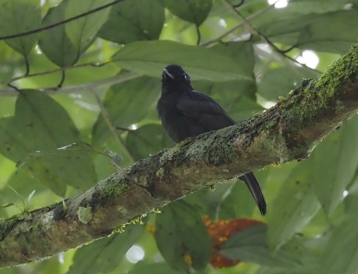 Drongo Katmerkuyruğu - ML479124381