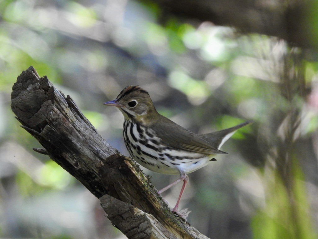 Ovenbird - ML479124831