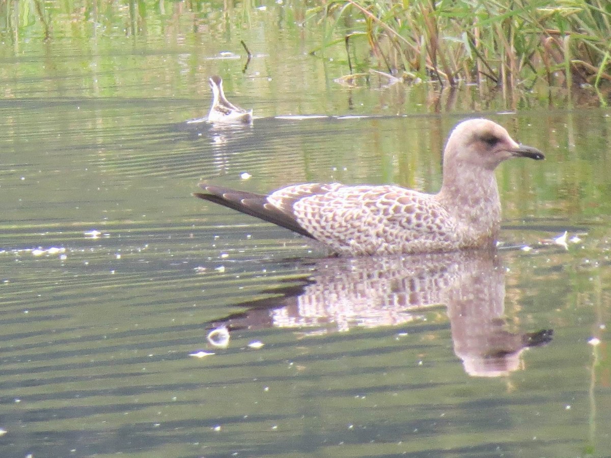 California Gull - ML479126431