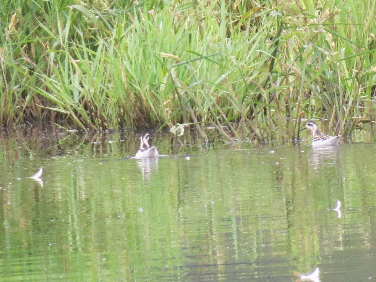 Red-necked Phalarope - John Tschopp