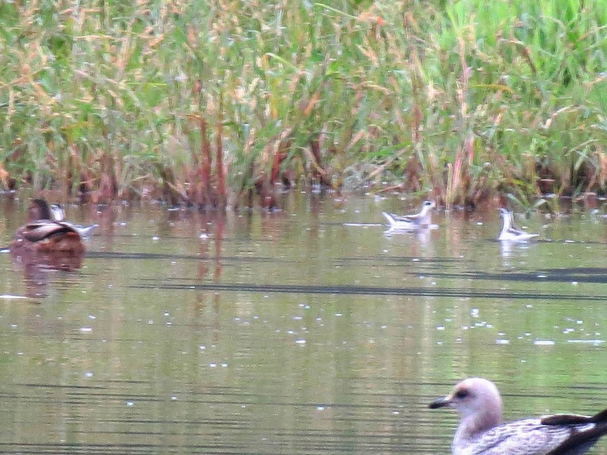 Red-necked Phalarope - John Tschopp