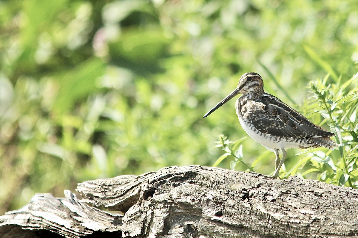 Wilson's Snipe - ML479126931