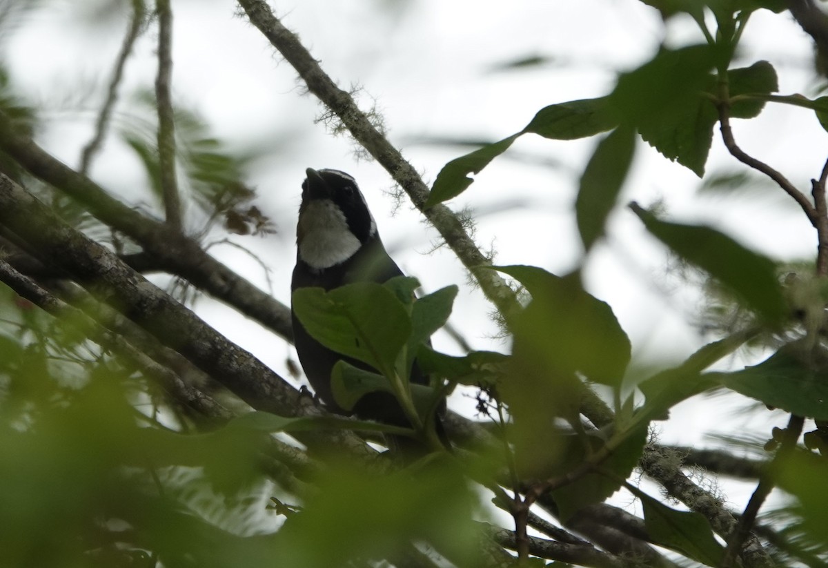 White-throated Jay - ML479127251