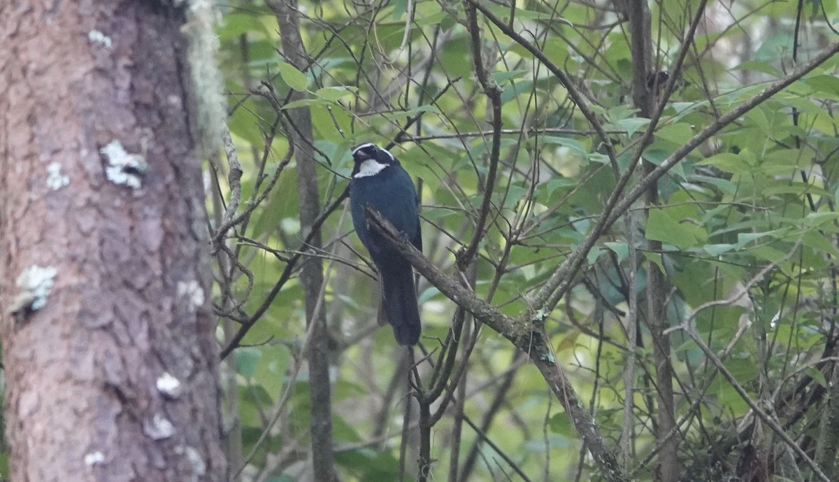 White-throated Jay - Kurt Radamaker