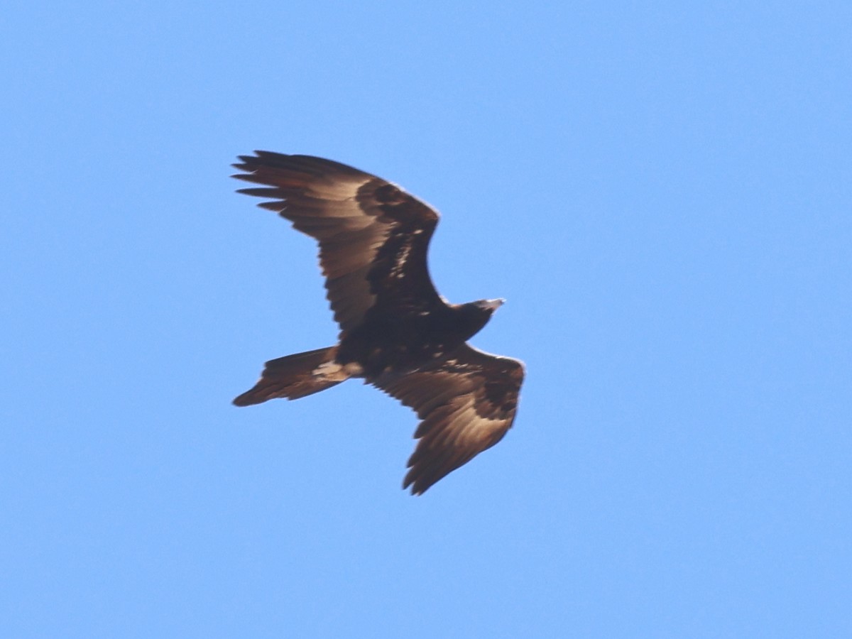 Wedge-tailed Eagle - Myles McNally