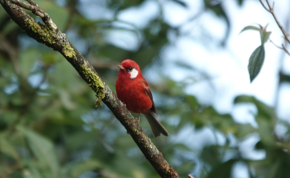 Red Warbler - ML479128801