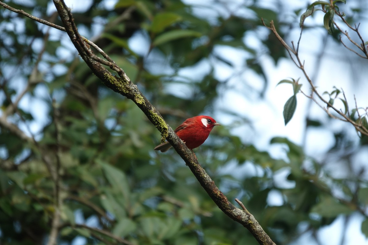 Red Warbler - ML479128811