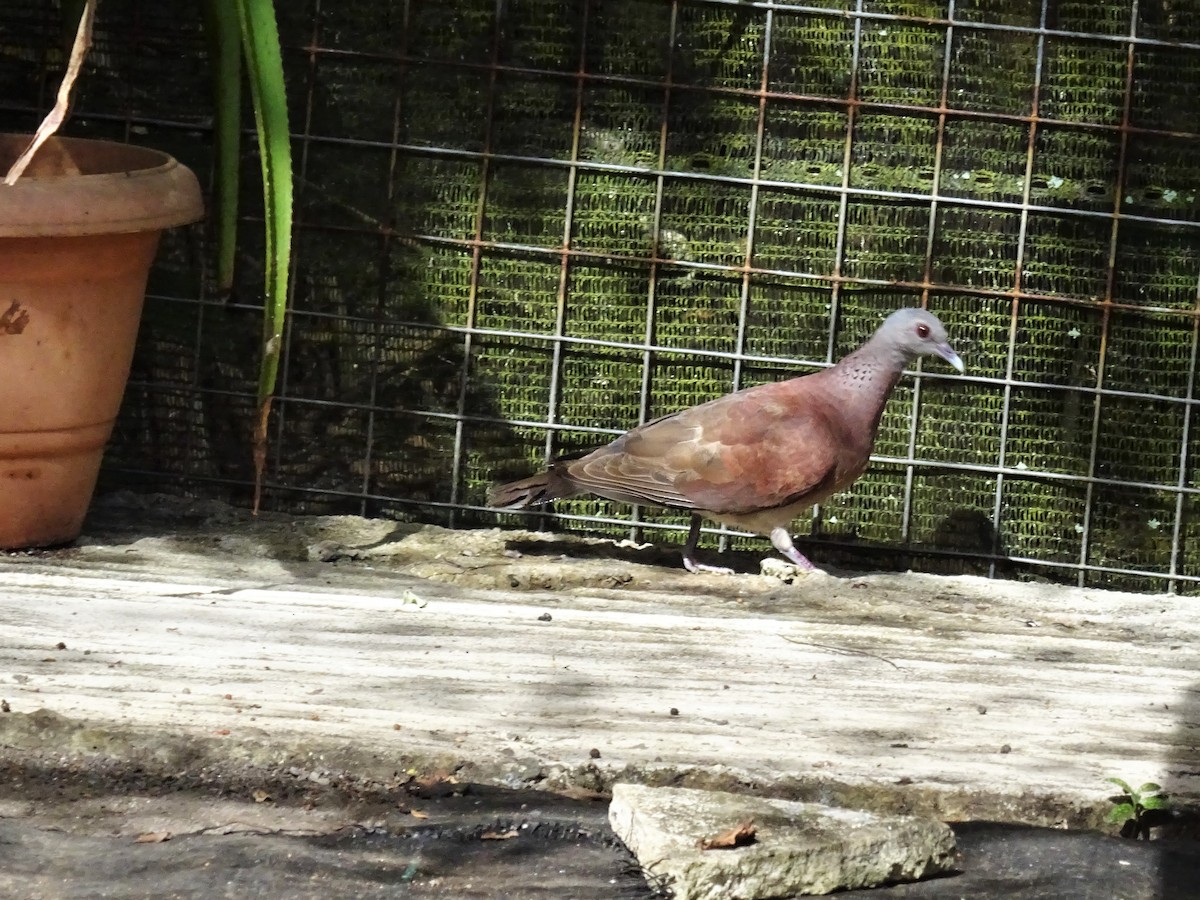 Pigeon de Madagascar - ML479128871