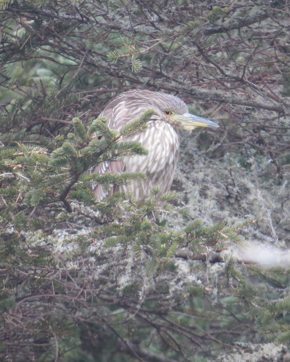 Black-crowned Night Heron - ML47912991