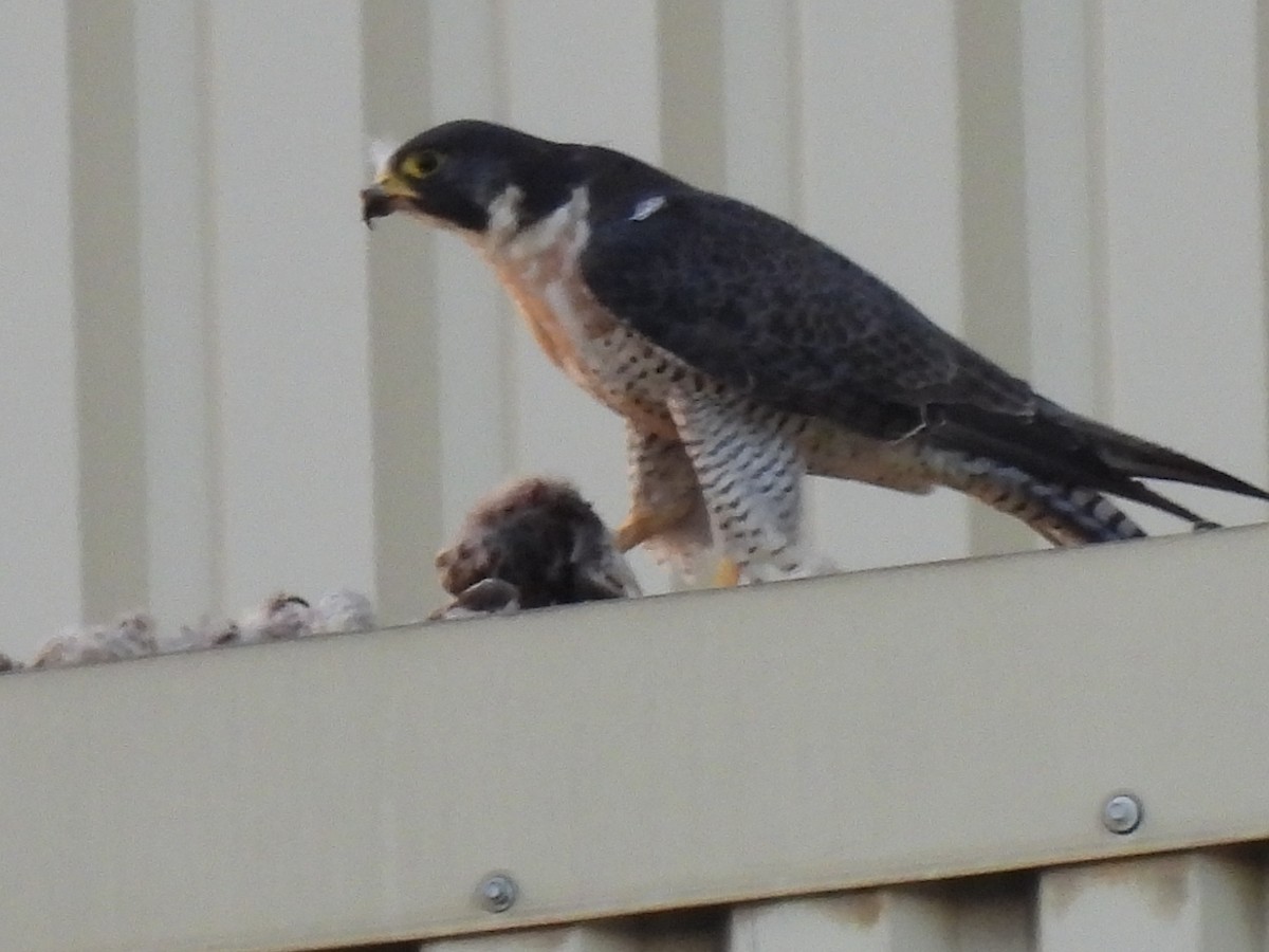 Peregrine Falcon - ML479131381