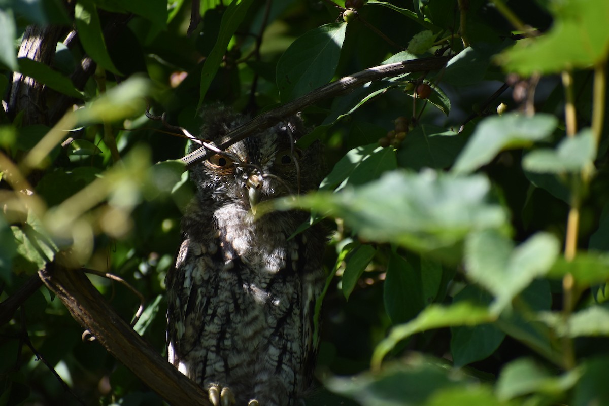 Eastern Screech-Owl - ML479131451