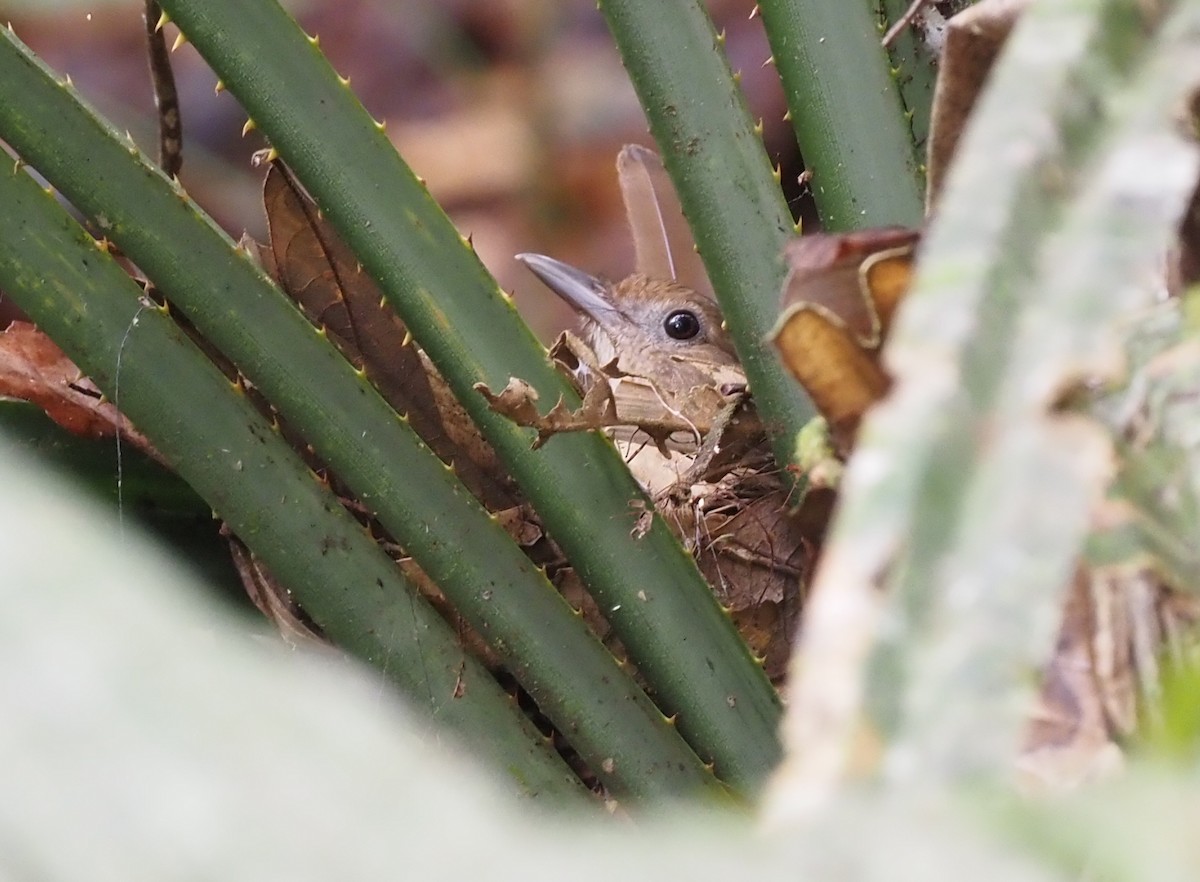 Variable Shrikethrush - ML479132571