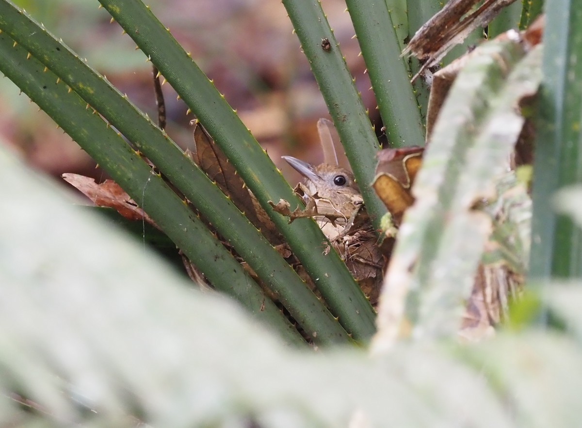 Variable Shrikethrush - ML479132661