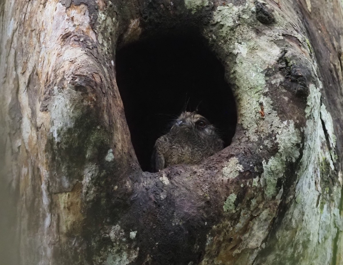 Barred Owlet-nightjar (Barred) - ML479132871