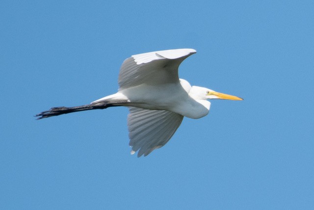 Great Egret - ML479133331