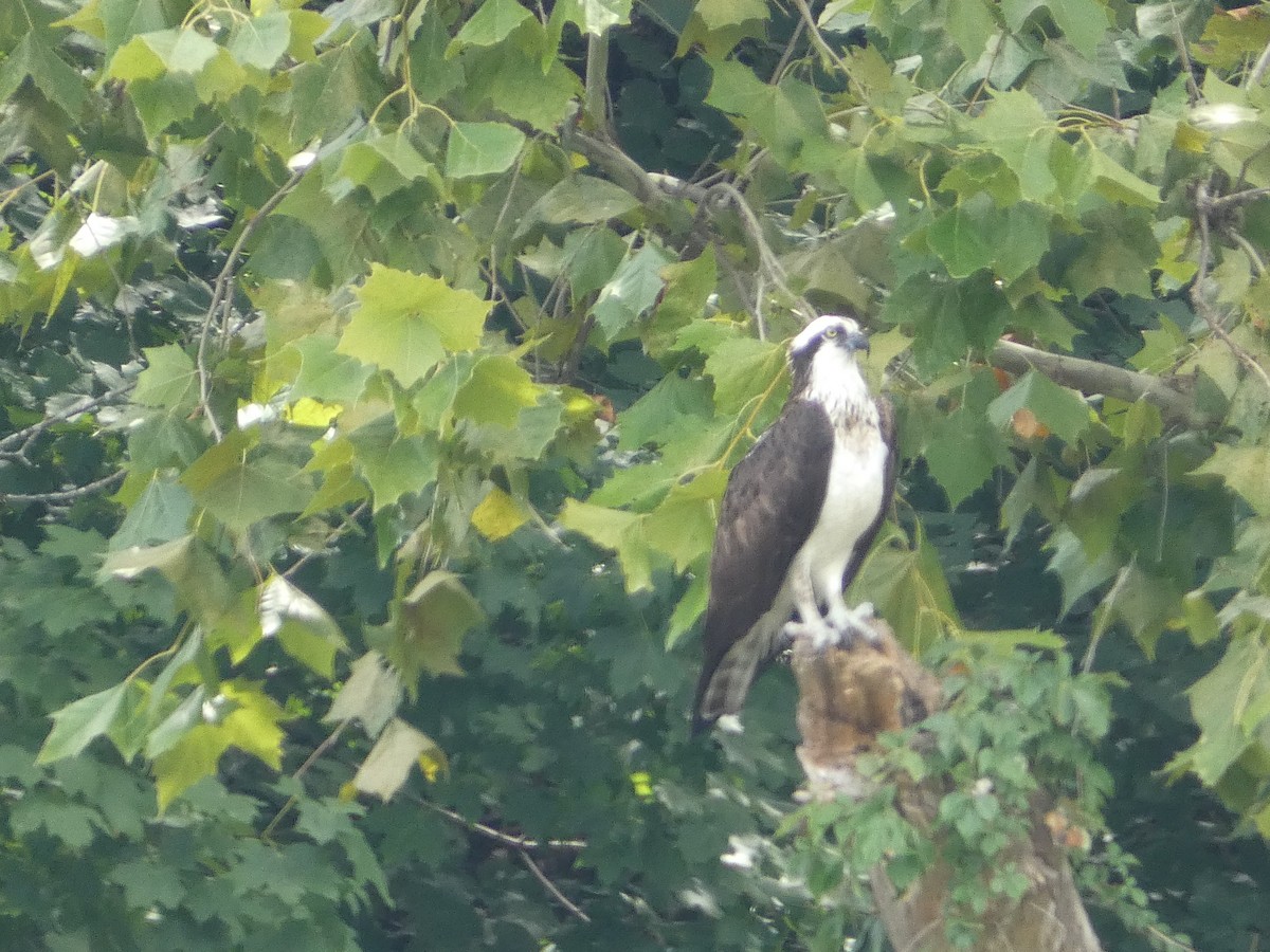 Águila Pescadora - ML479134261