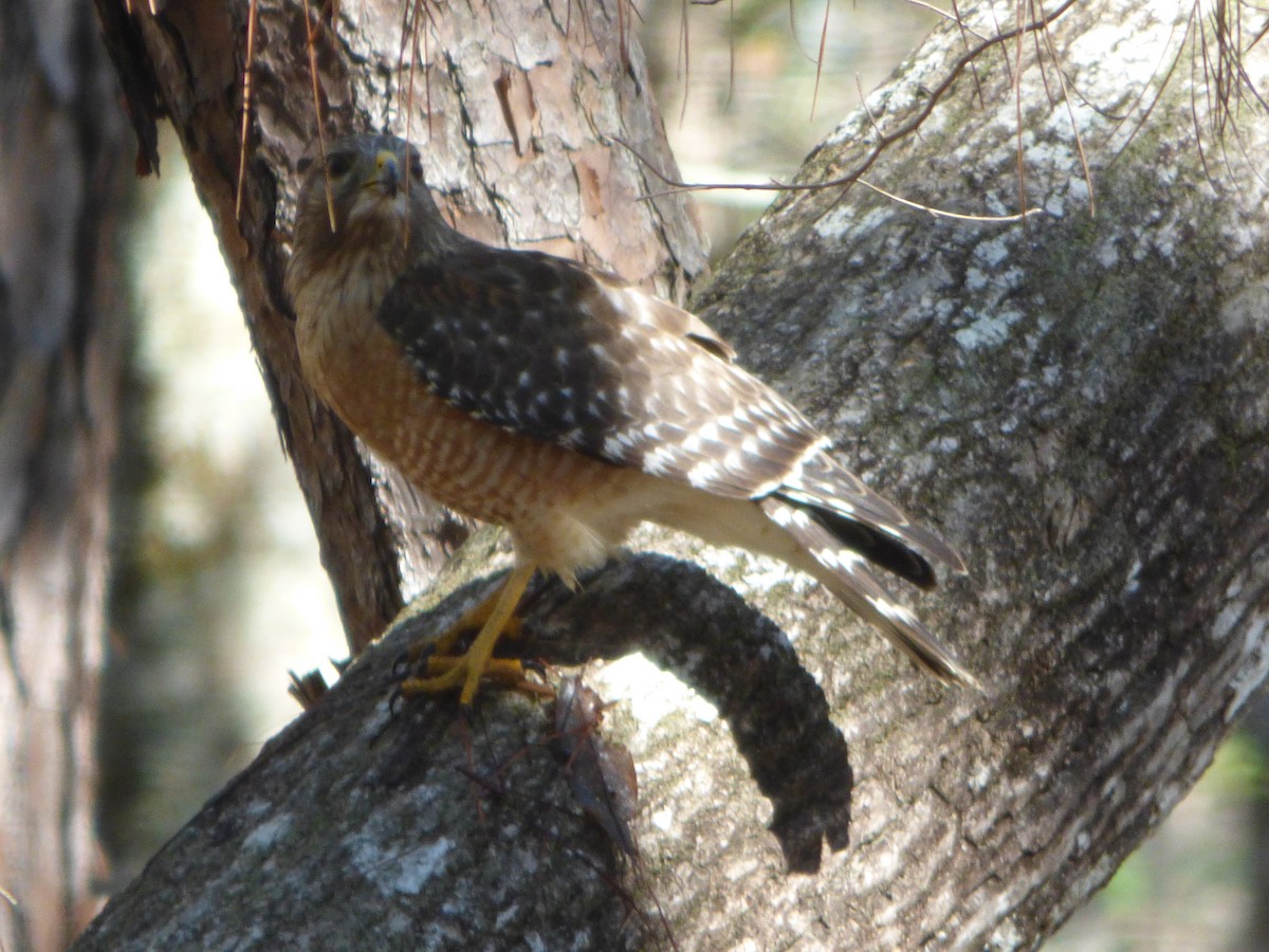 Red-shouldered Hawk - ML47913531