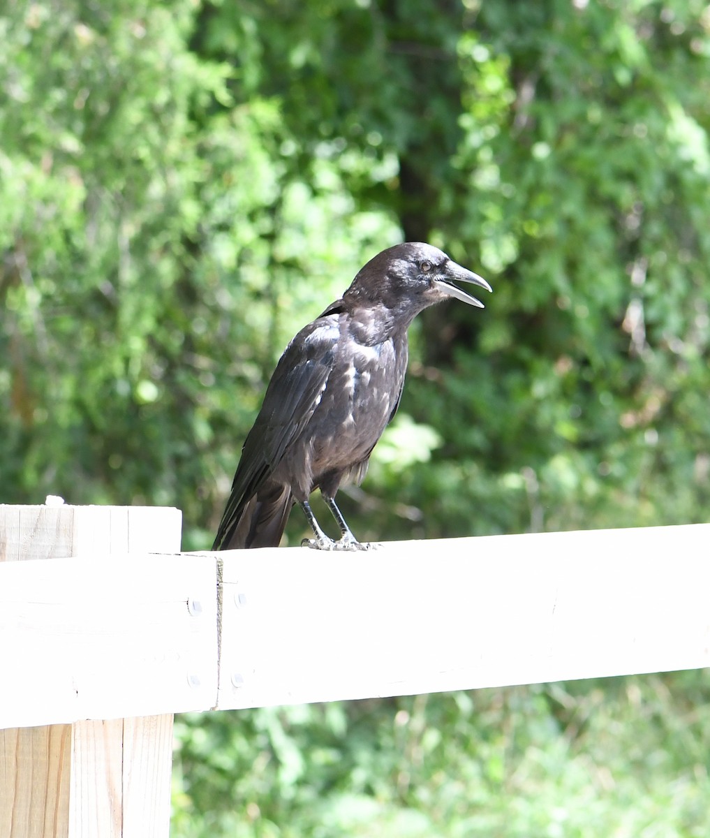 American Crow - ML479136451