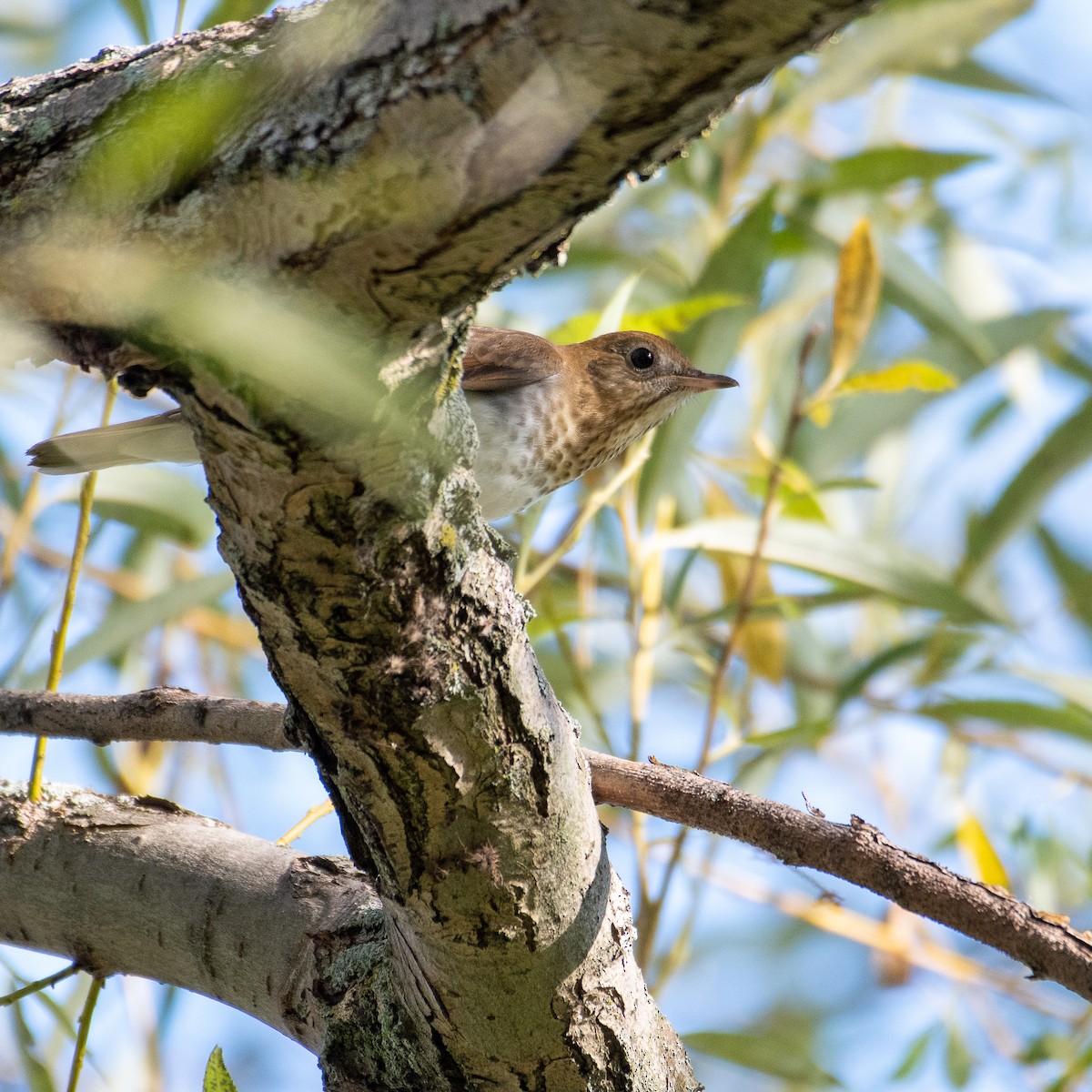 Veery - Christine Pelletier et (Claude St-Pierre , photos)