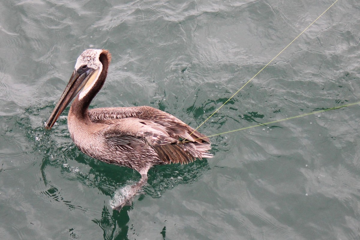 Brown Pelican - ML479138881