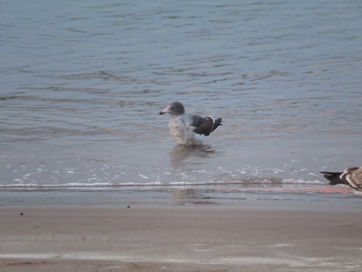 Dolphin Gull - ML479139481