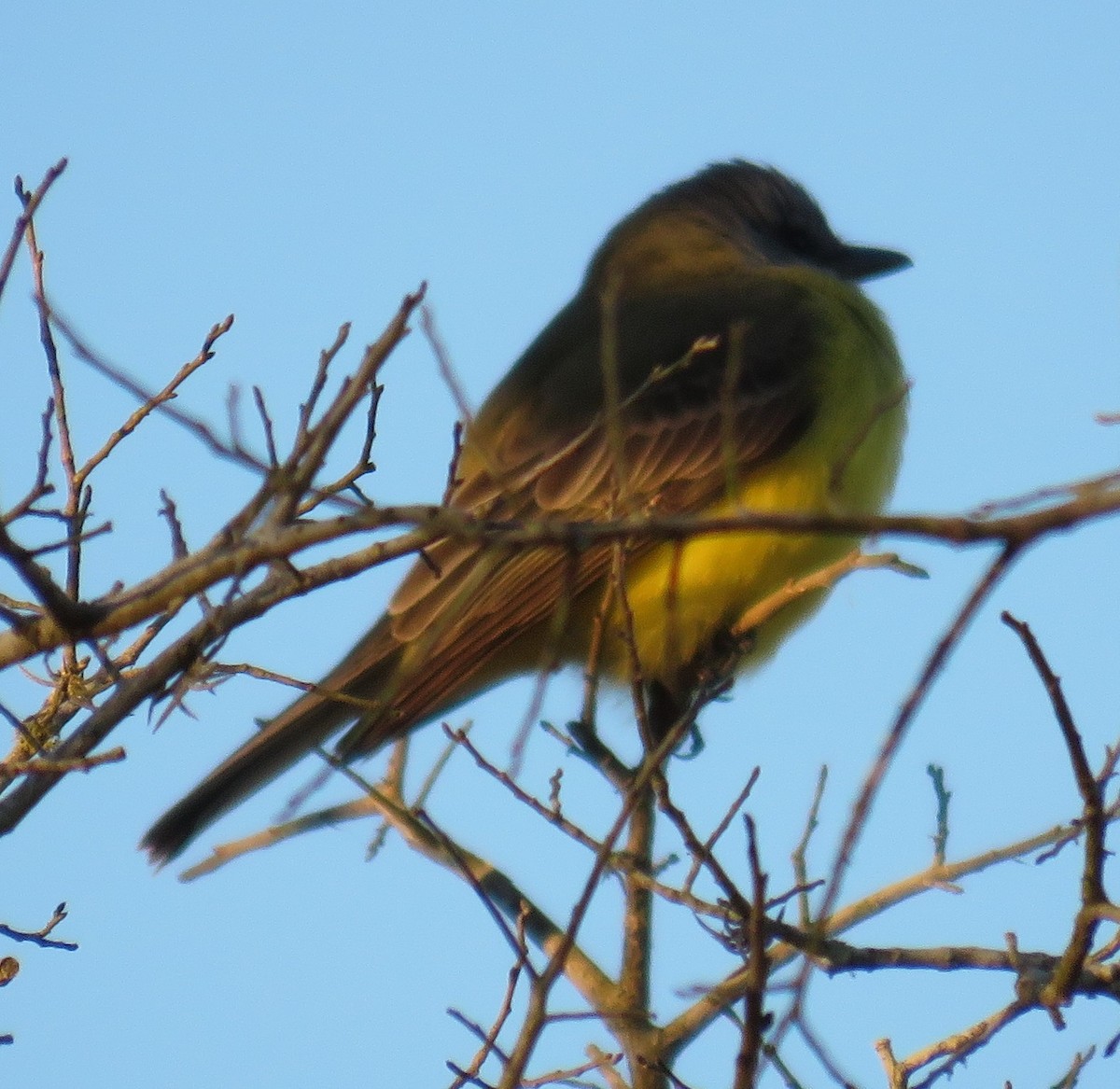 Couch's Kingbird - ML47913961