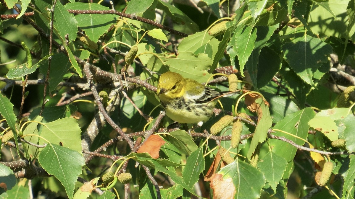 Black-throated Green Warbler - ML479139751