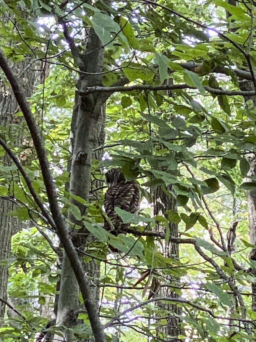 Barred Owl - ML479139991