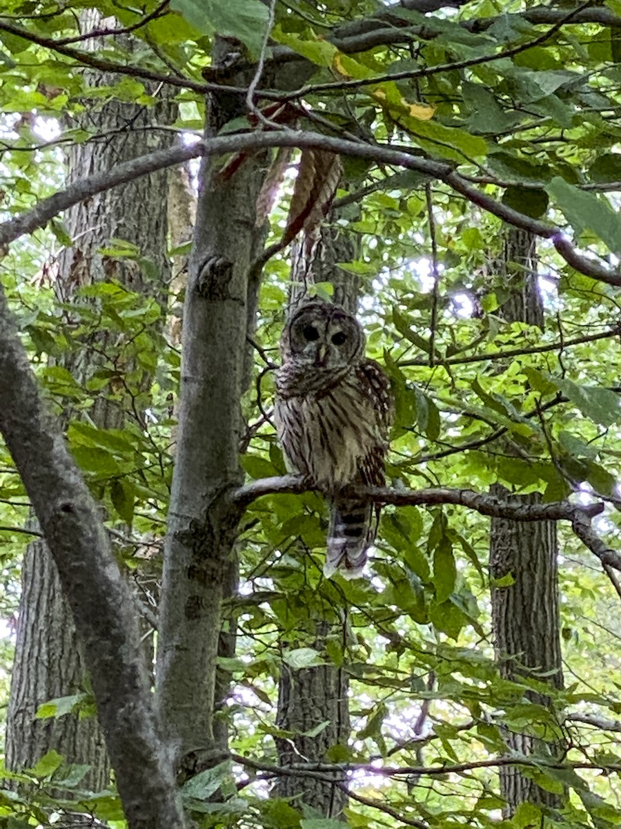 Barred Owl - ML479140001