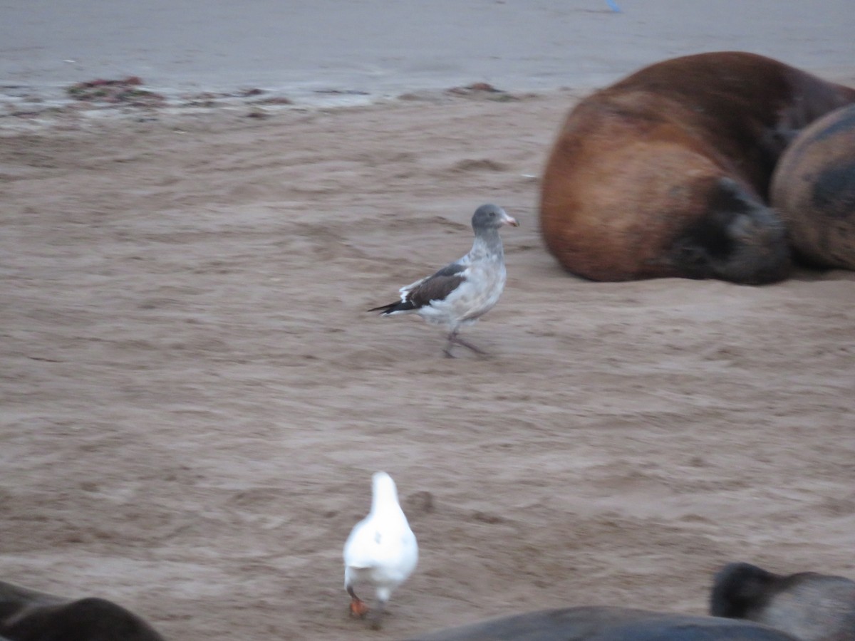 Gaviota Patagona - ML479140101