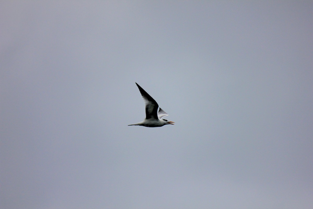 Royal Tern - ML479140241