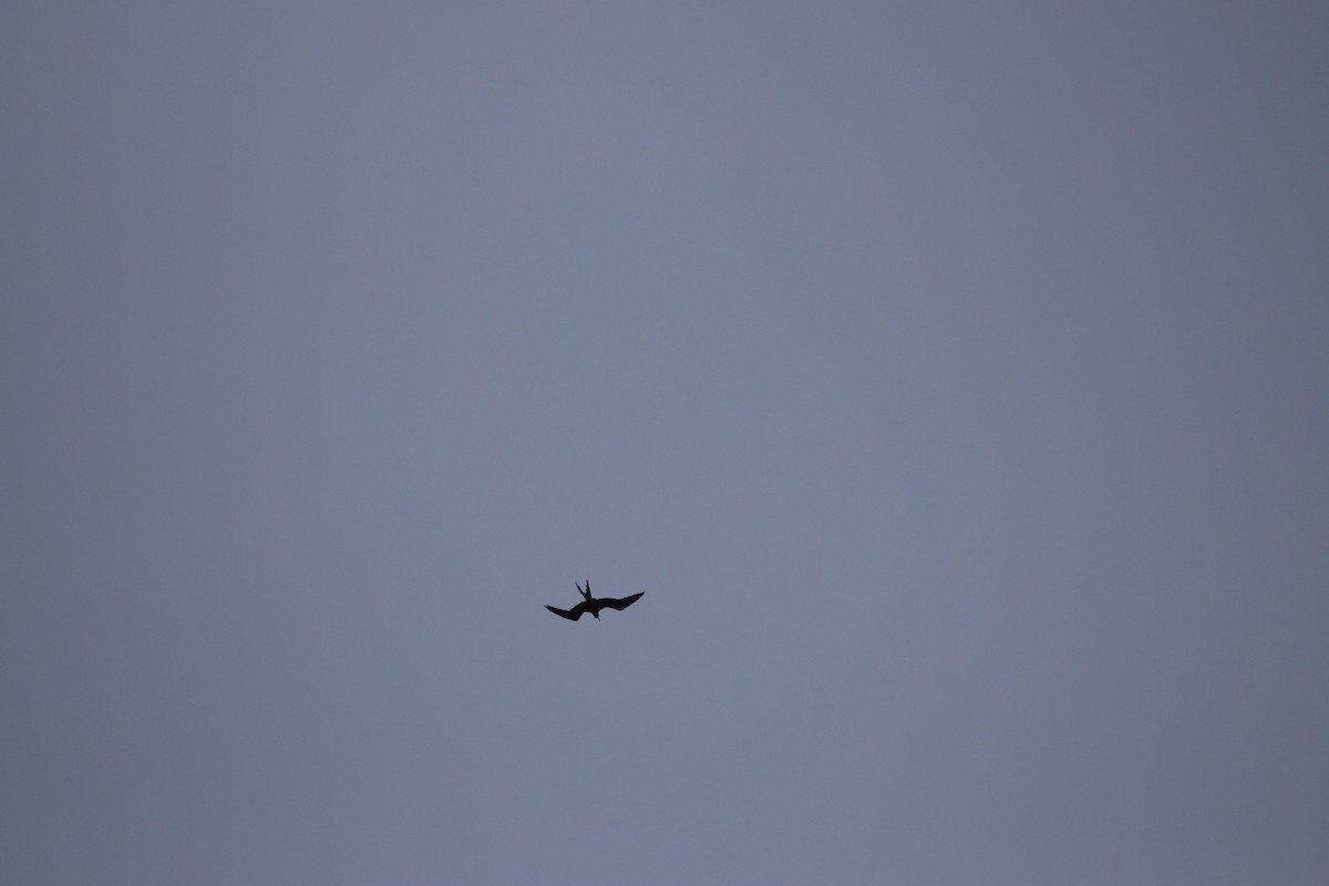 Magnificent Frigatebird - ML479140501