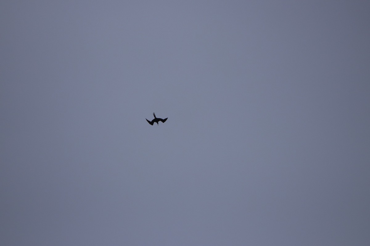 Magnificent Frigatebird - ML479140511