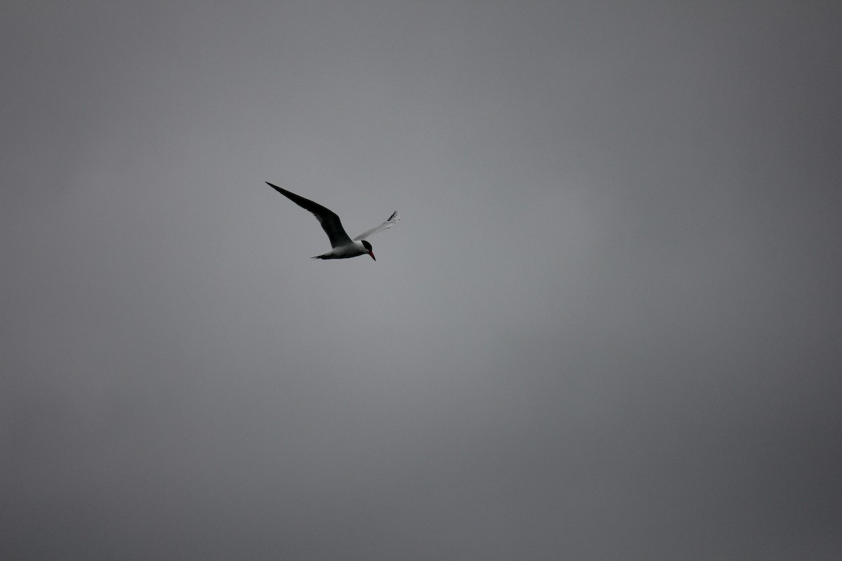 Caspian Tern - ML479140541