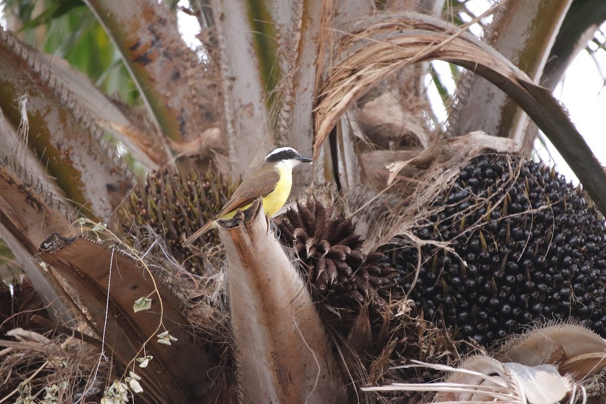 Great Kiskadee - ML479140561