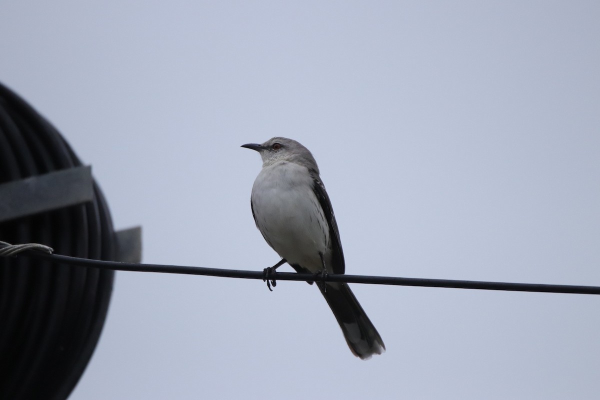 Tropical Mockingbird - ML479140811